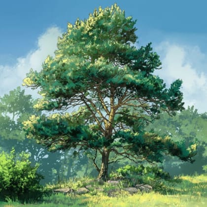 Scots pine