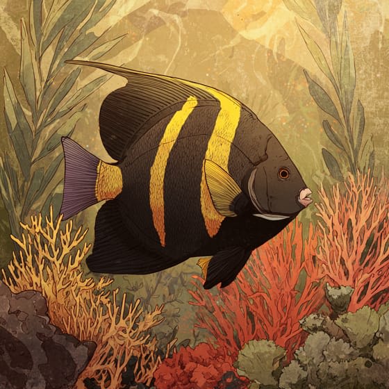 French Angelfish