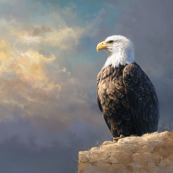 Bald Eagle