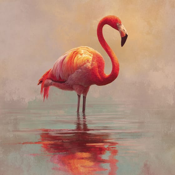American Flamingo