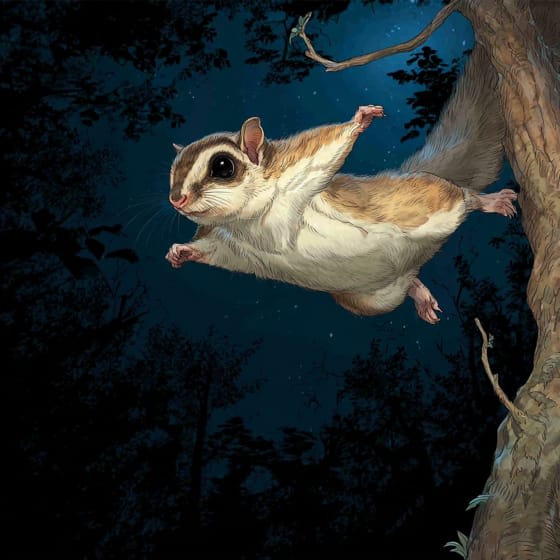 Flying Squirrel