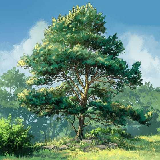 Scots pine