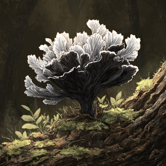 Xylaria