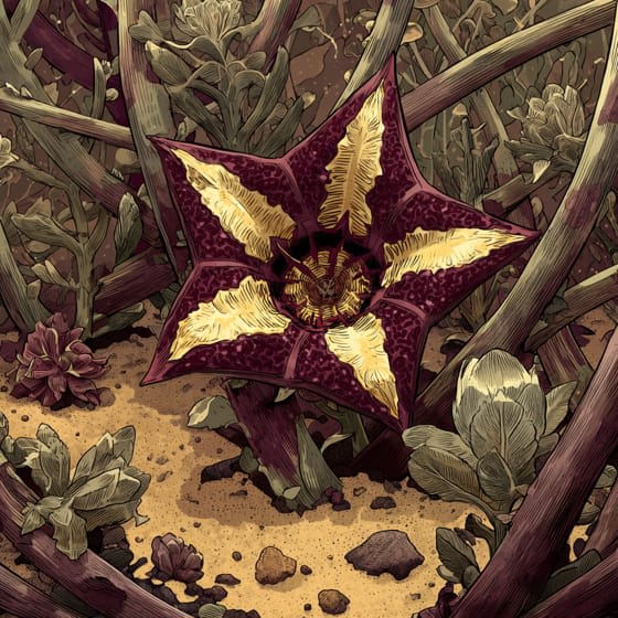 Stapelia