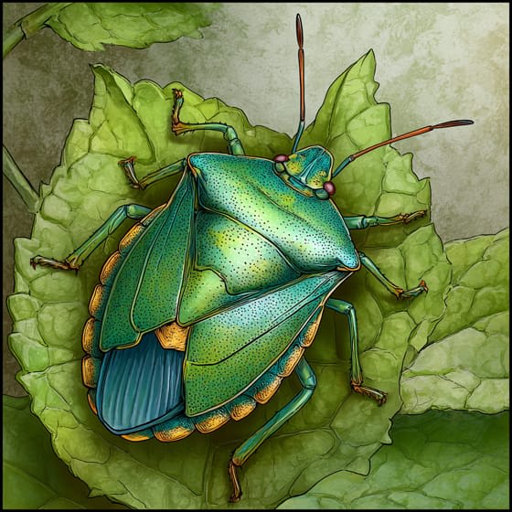 Palomena prasina