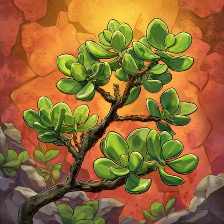 Jade Plant