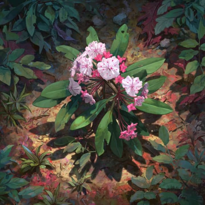 Kalmia latifolia