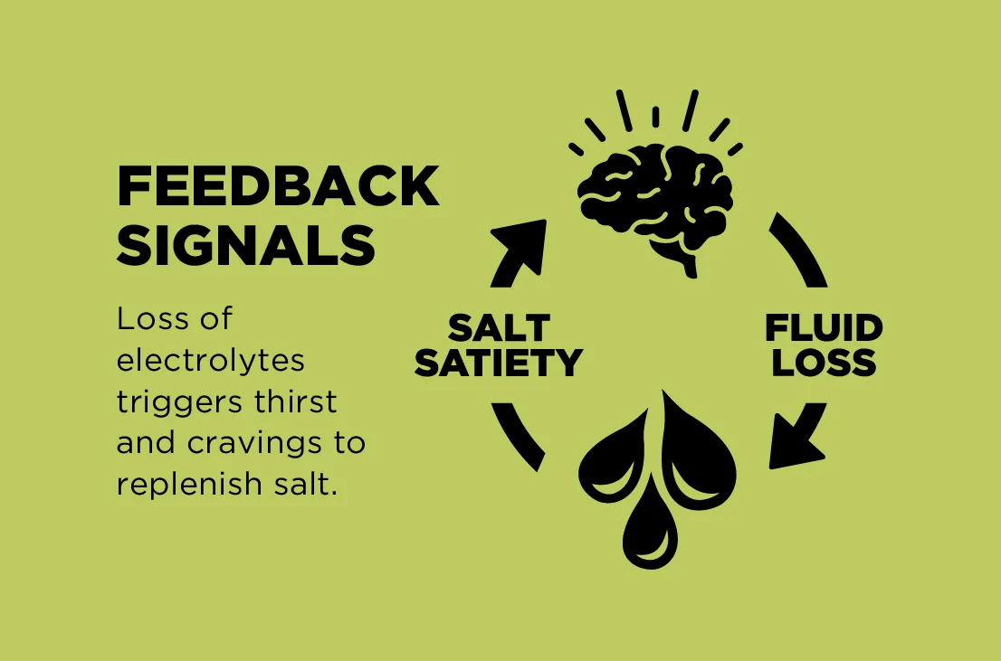 feedback-signals-diagram-showing-electrolyte-loss-triggers-thirst-and-cravings-for-salt