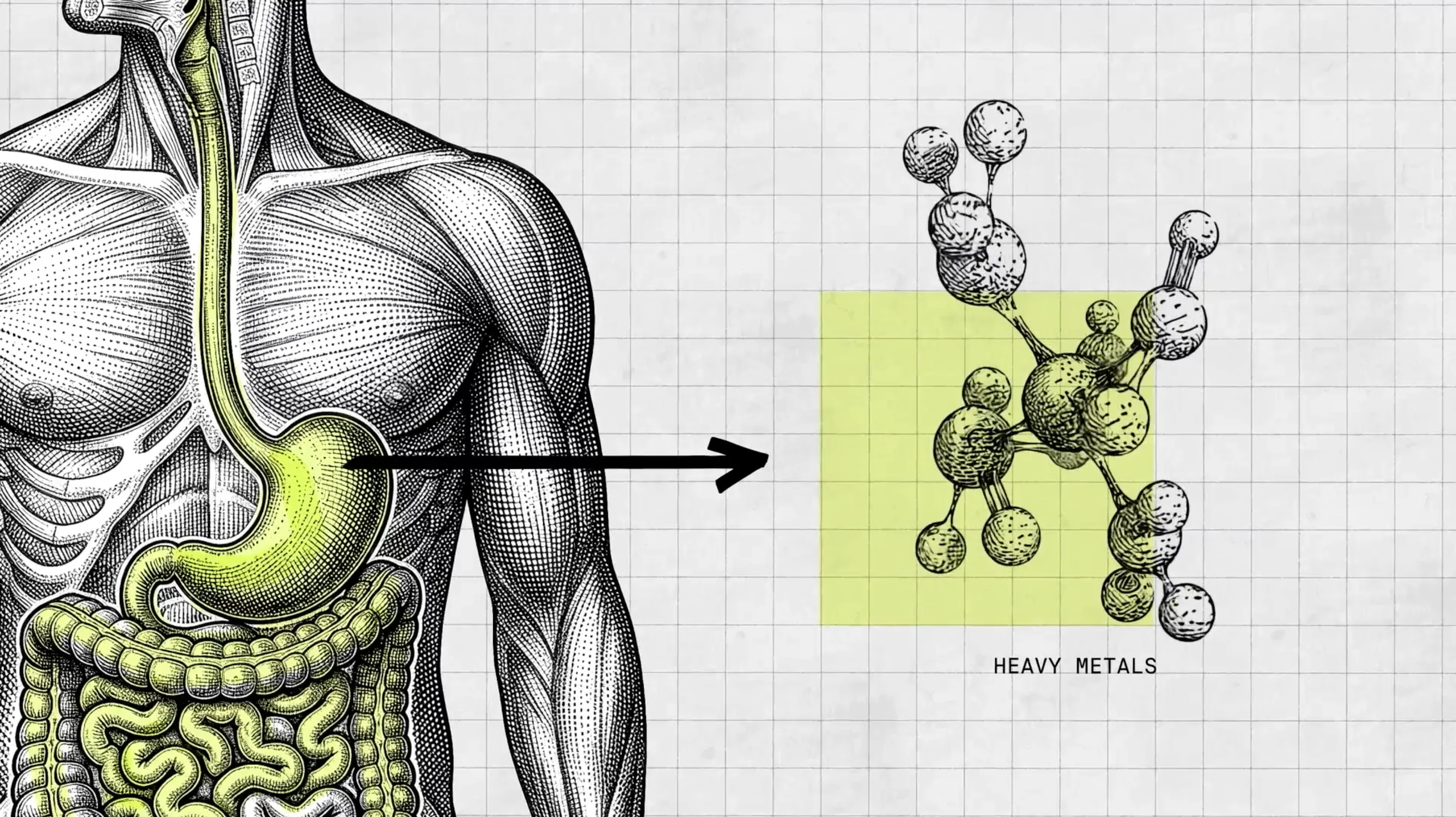 Mechanisms of detoxification: How the body clears heavy metals