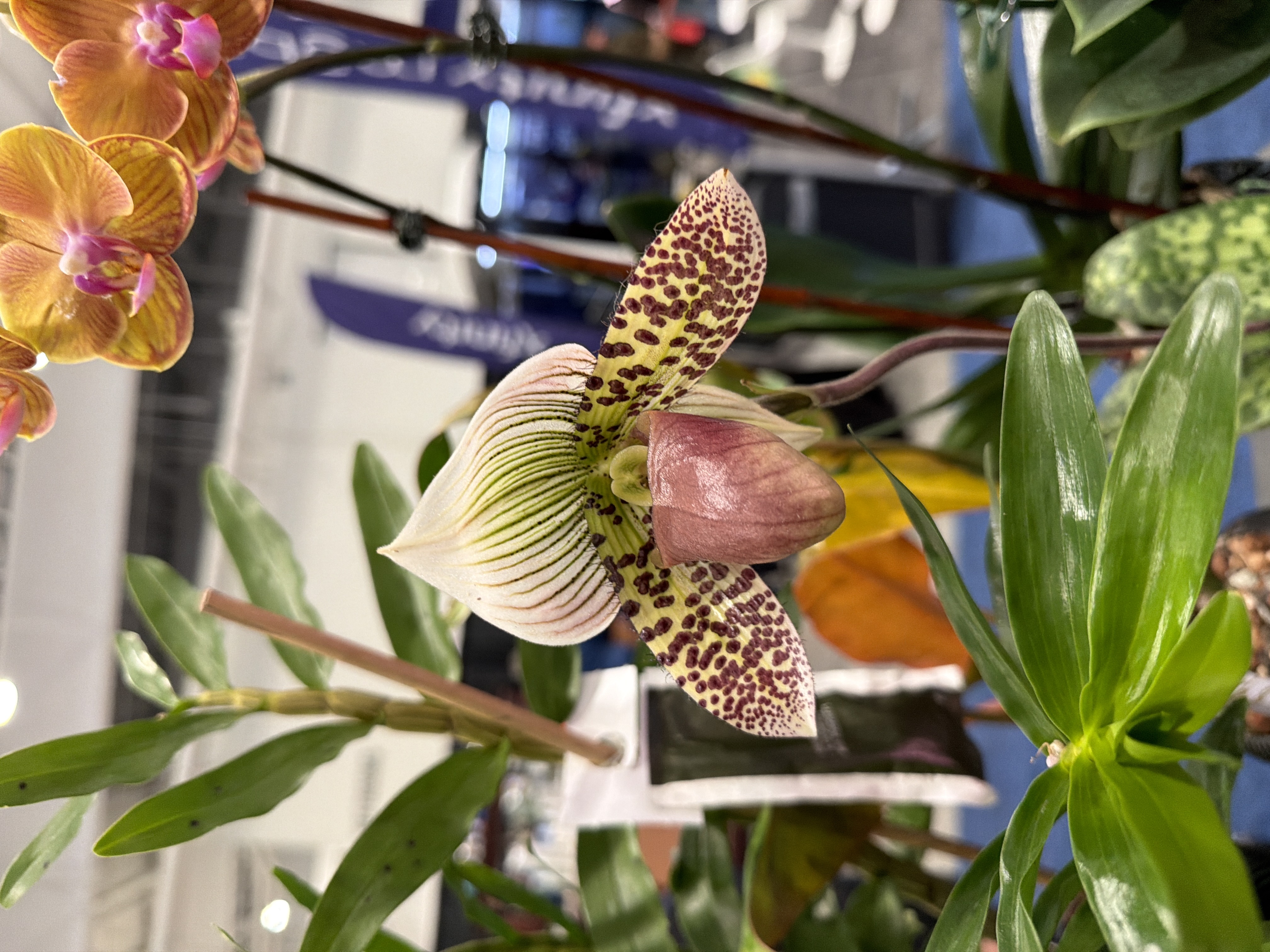Orchid repotting: when, why, and what bark to use