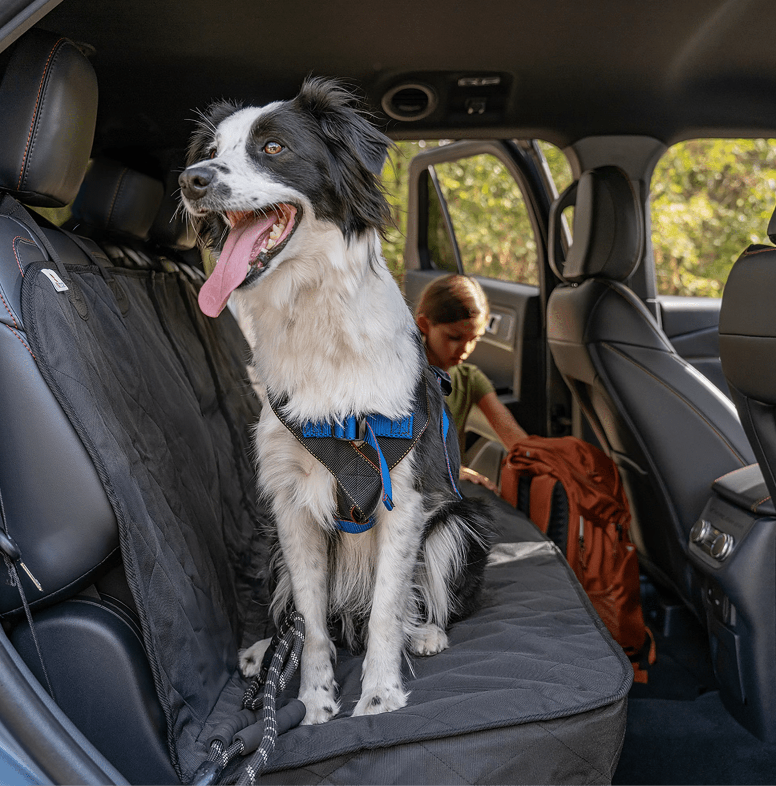 A black and white border collie wearing a blue harness sits on a quilted seat cover in the back of a car, with a young girl and an orange backpack in the background.