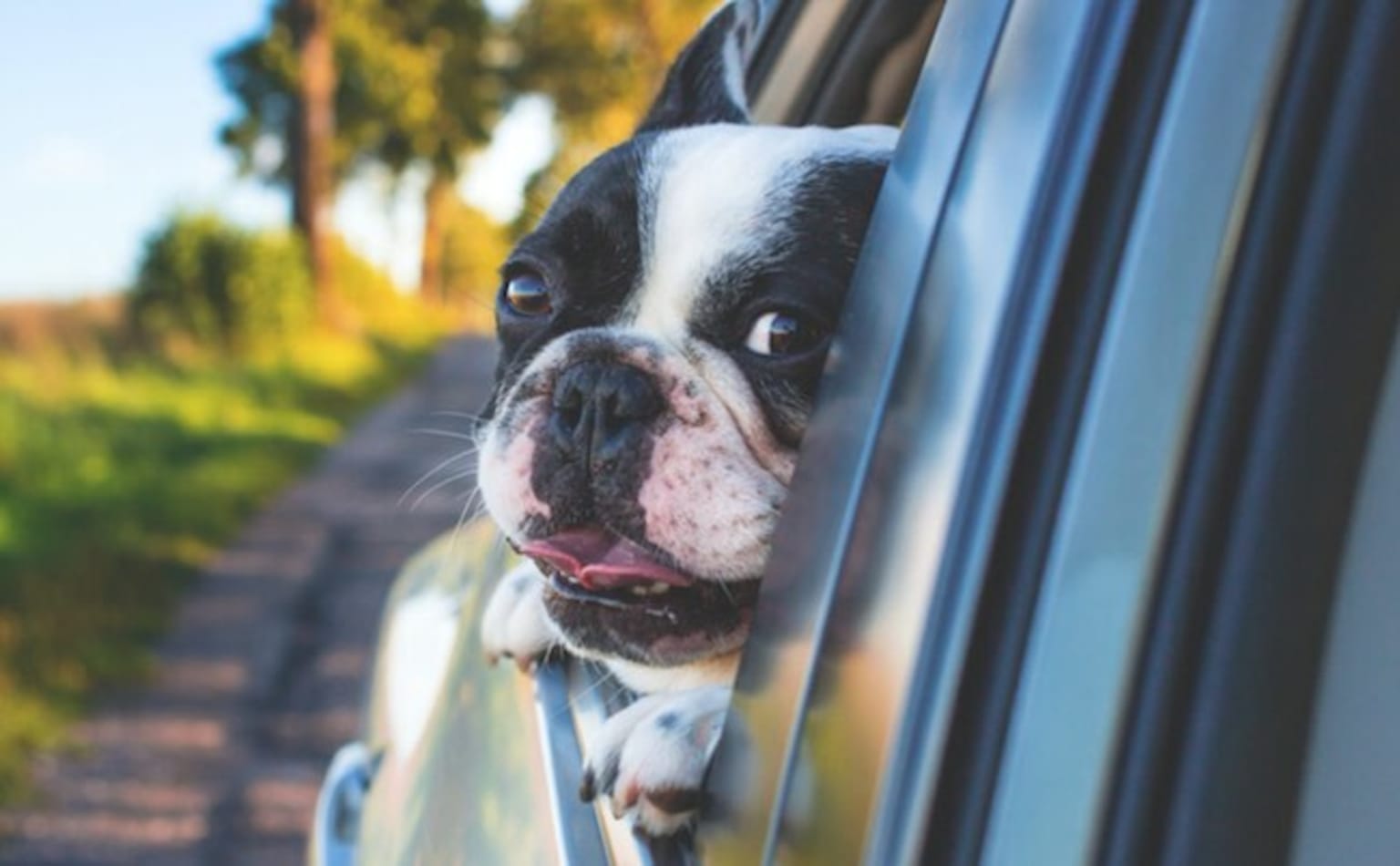 a black and white dog sticking its head out of a car window with its head out of the window