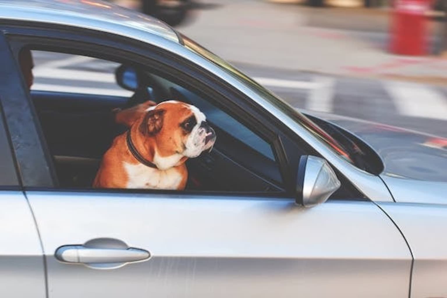 a brown and white dog sticking its head out the window of a silver car with its head out the window