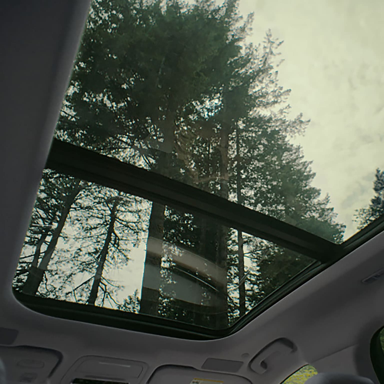 The image depicts a view through the sunroof of a vehicle, showcasing a dense forest of tall trees in the background.