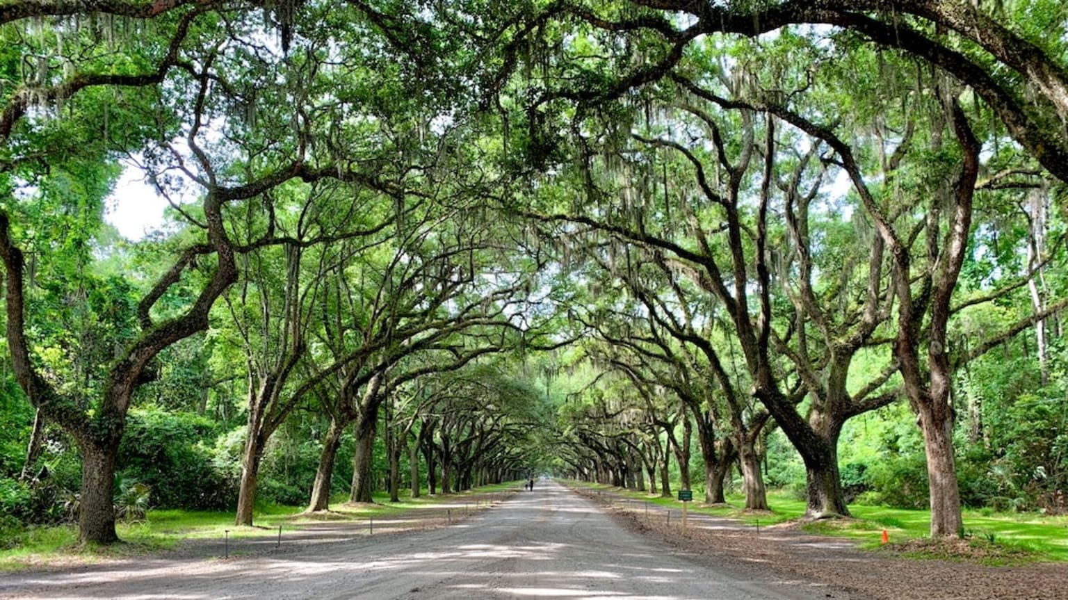a road lined with trees covered in spanish moss and spanish moss hanging from the sides of the road is a straight line of trees