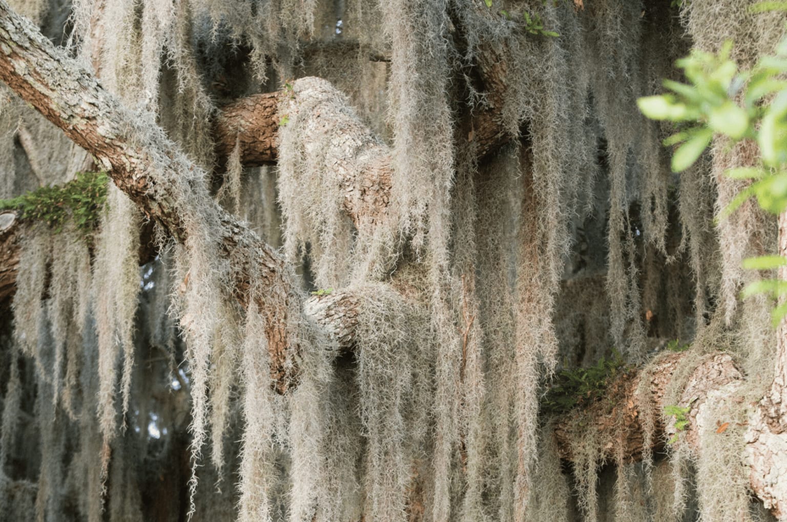 This image shows a dense, mossy forest with long, hanging strands of Spanish moss cascading down from the tree branches, creating a lush, atmospheric scene.