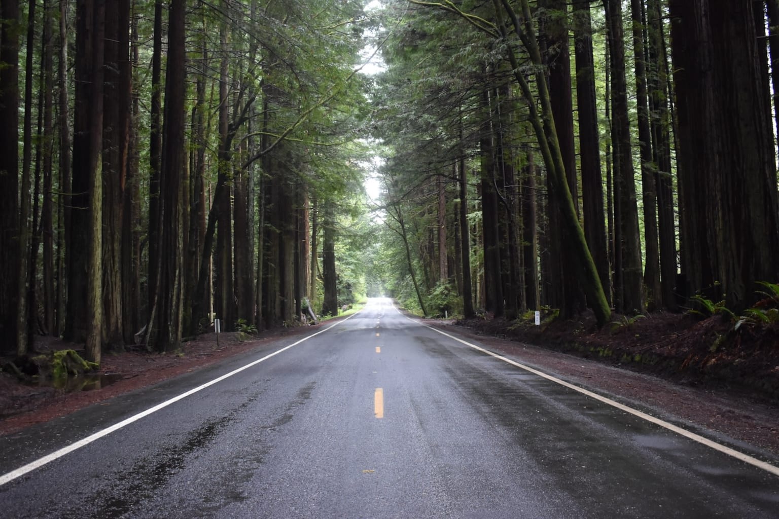a road in the middle of a forest with tall trees on both sides of the road and a yellow line in the middle of the road
