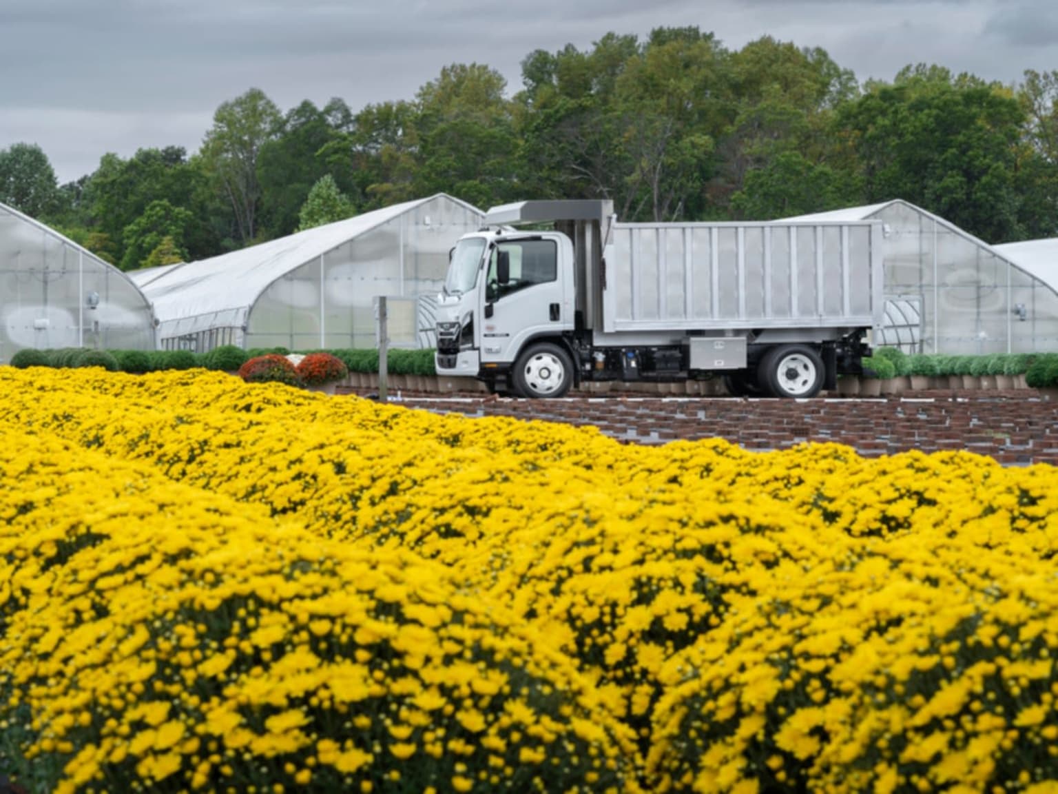 A white dump truck parked between yellow flowers, greenhouses, and a forest.