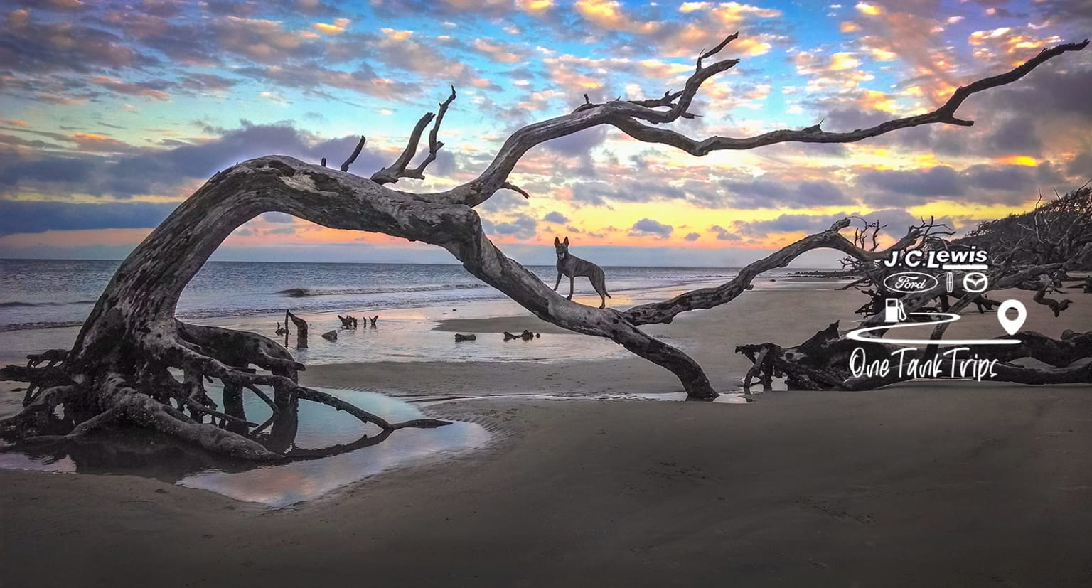 a tree that is on the beach with a sign in front of it that says go to the top