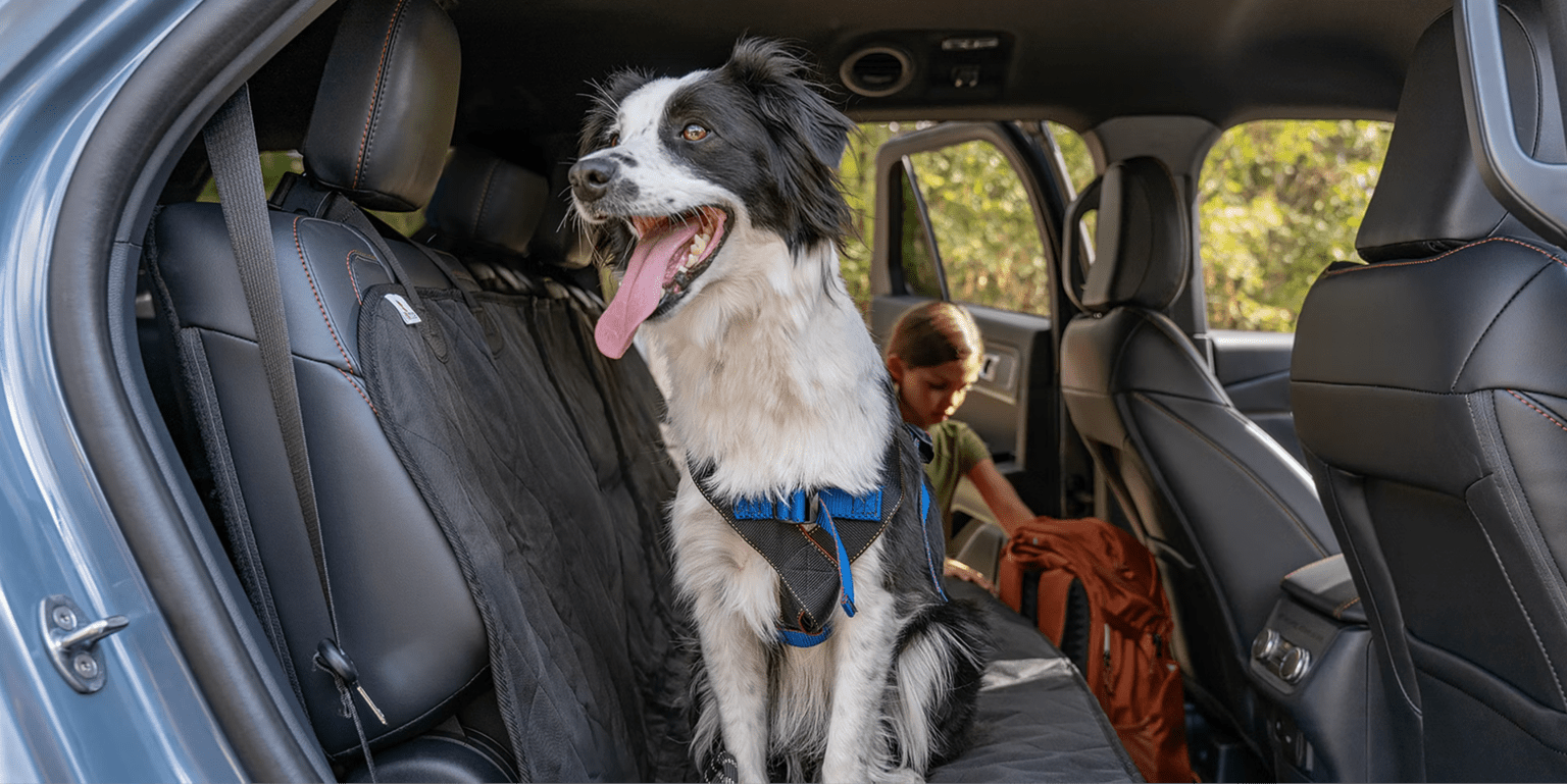 A black and white border collie wearing a harness sits in the back of a car, with a young girl and a backpack visible in the background.