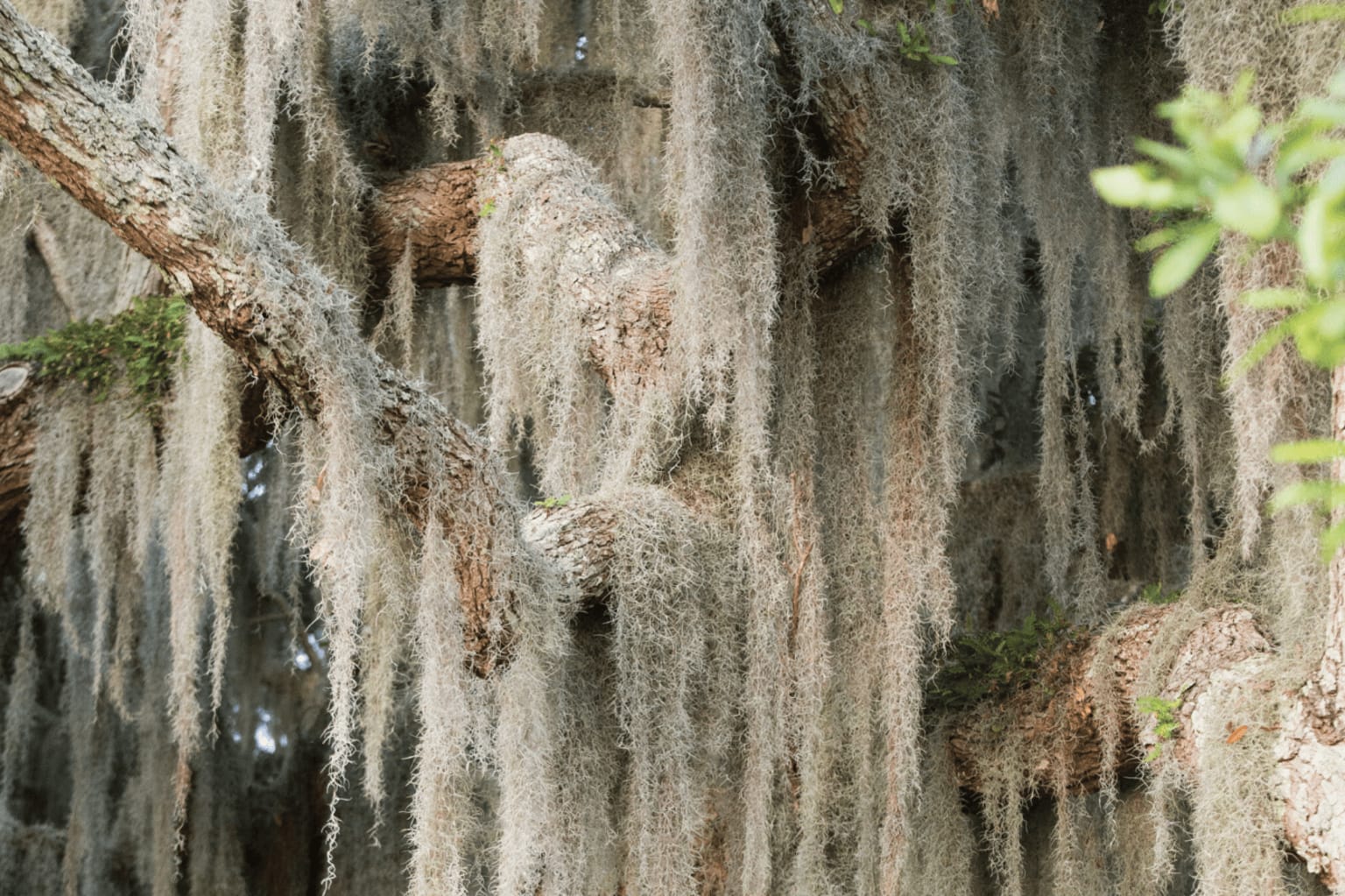 The image depicts a lush, moss-covered forest with long, hanging strands of Spanish moss draped over the tree branches, creating a serene atmosphere.