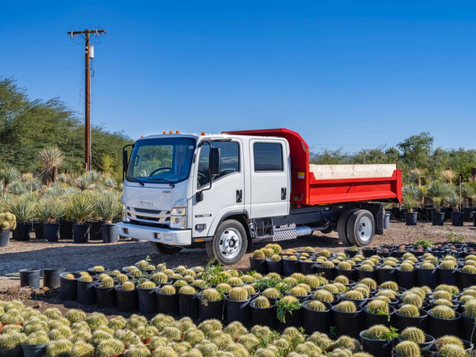 A dump truck in red and white color parked in a nursery with rows of potted cacti and other desert plants with a clear blue sky in the background.