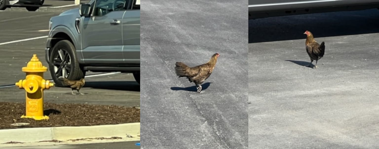 a couple of chickens walking across a parking lot next to a yellow fire hydrant and a gray truck