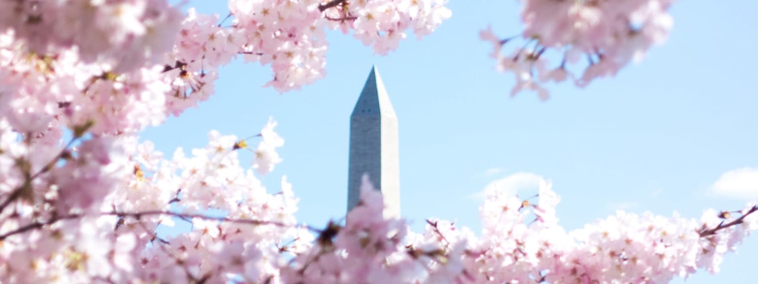 a view of the washington monument through cherry blossoms in washington, d c, on a sunny spring day