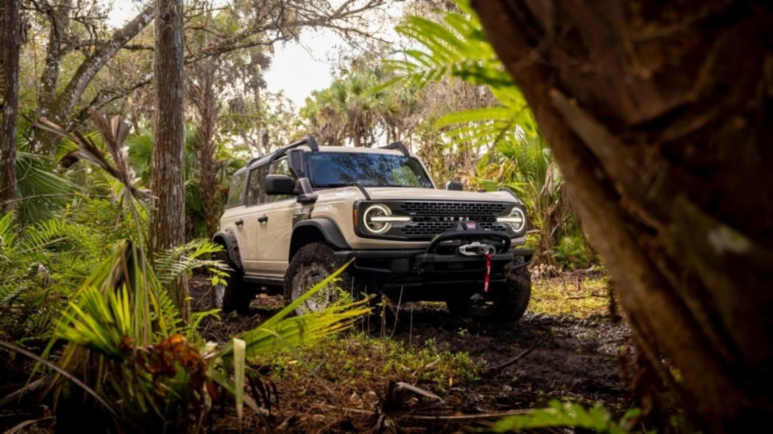 a white truck driving through a forest filled with lots of trees and plants on a dirt road next to a tree trunk