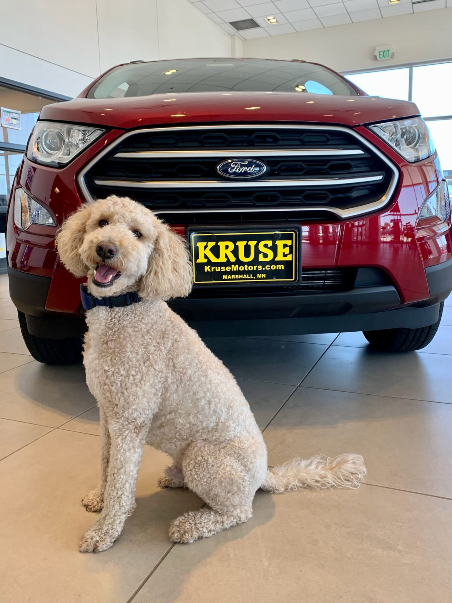 Buying With Benji
Dealer Dog Specials