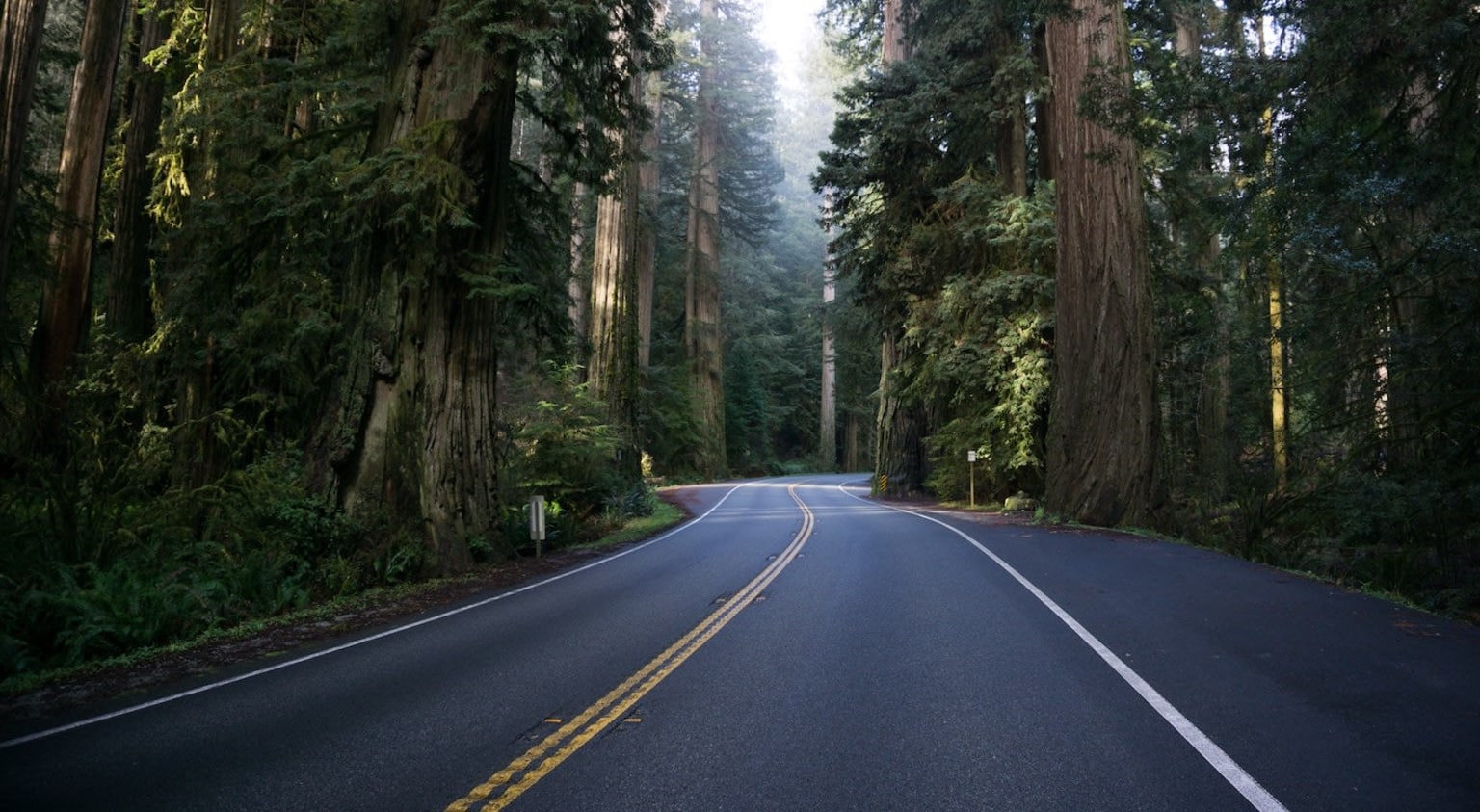 a road surrounded by tall trees in the middle of a forest with a yellow line on the side of the road