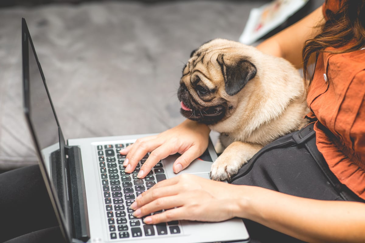 A woman typing on a laptop with dog lying on her knee and looking at the screen