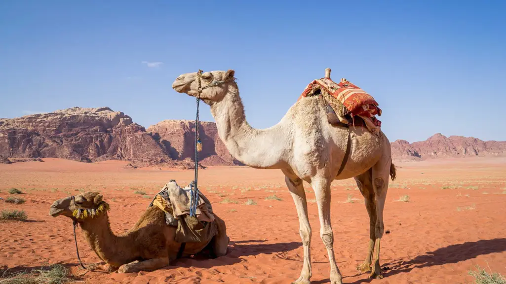 camel