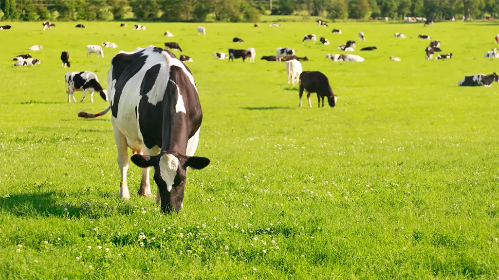 cow