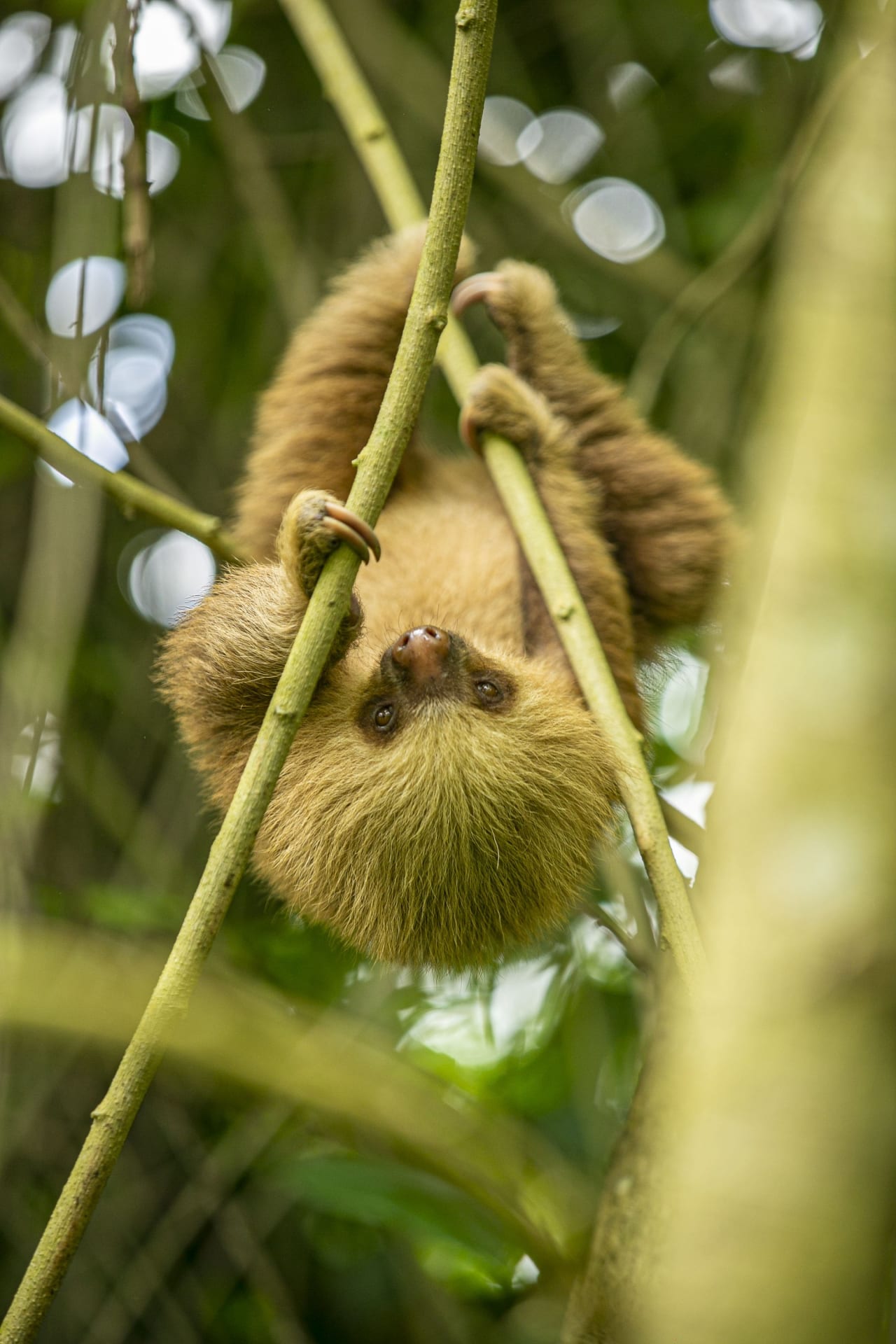Sloth hanging from a branch in the rainforest at Sloths Territory, La Fortuna, Costa Rica.