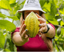 Imagen de cacao