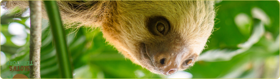 Primer plano de un perezoso colgando entre las hojas en La Fortuna, Costa Rica, imagen del prefooter.
