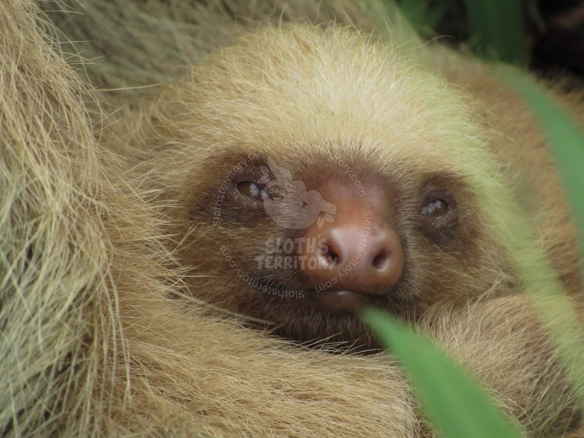 Close-up of a smiling three-toed sloth's face, showing its mask.