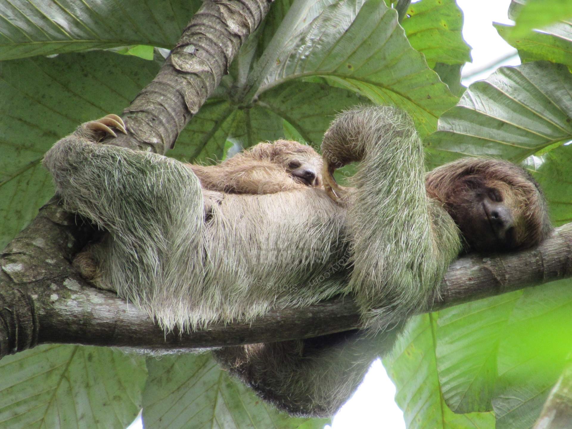 Tour guide pointing out a sloth high in a tree to a group of tourists.