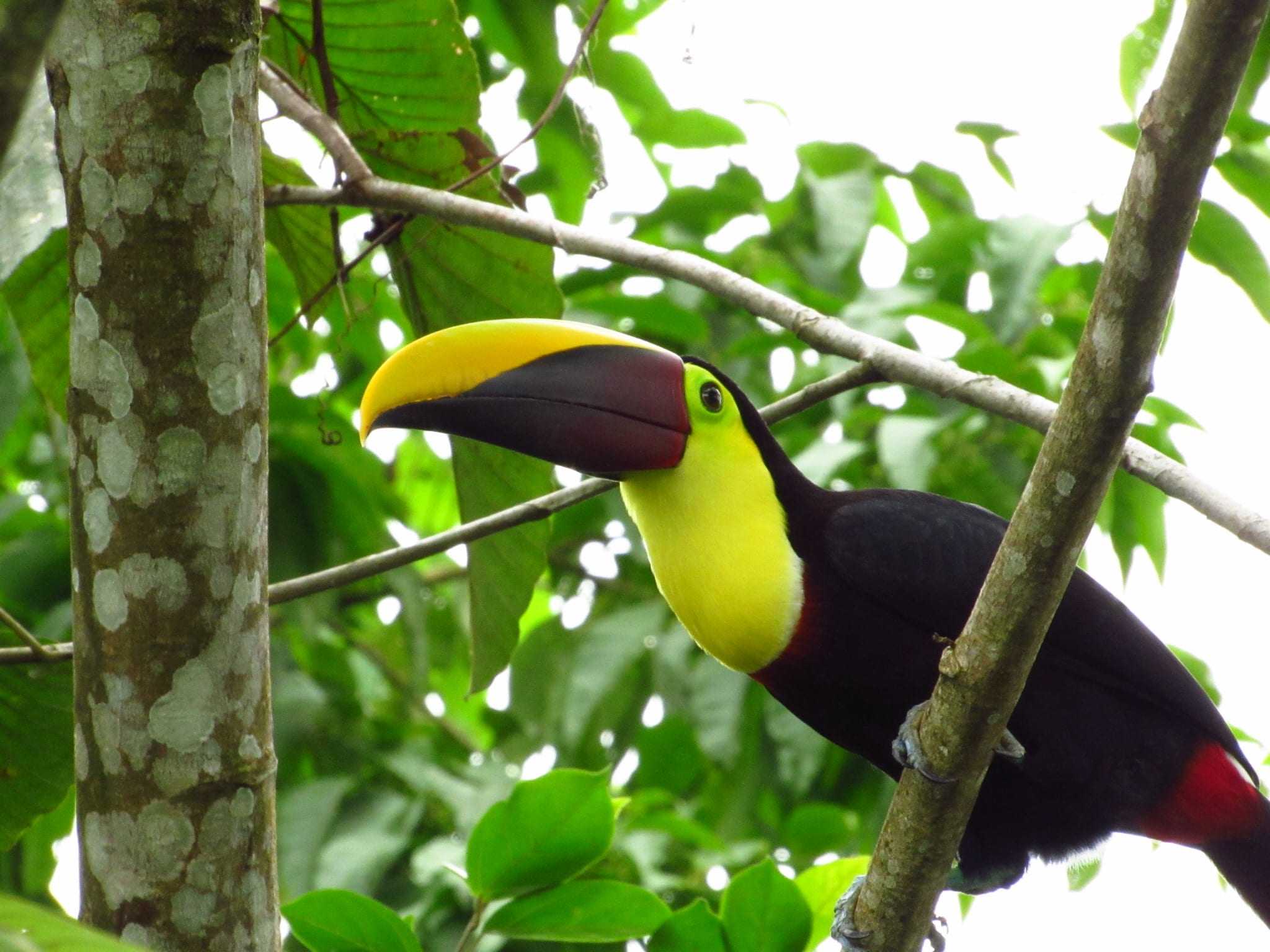 Chestnut-mandibled toucan perched on a branch in La Fortuna, Costa Rica.