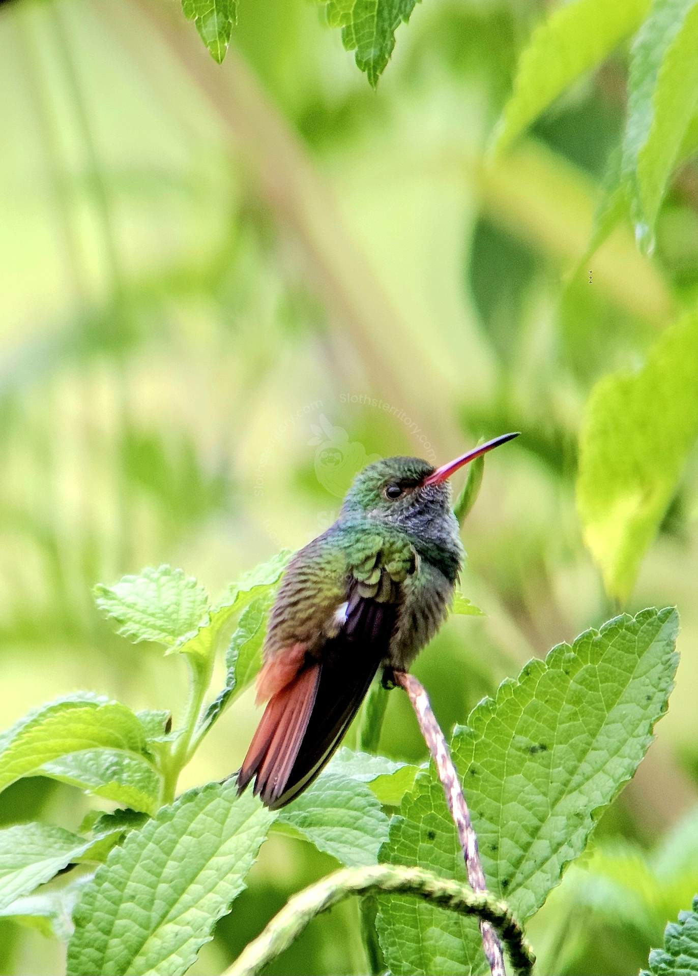 SlothsTerritory/images/Rufous-tailed hummingbird perched among green leaves in La Fortuna, Costa Rica.
