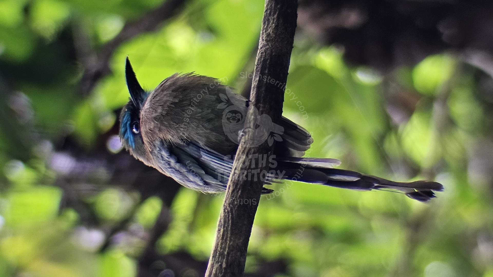 Momoto ceja turquesa posado en una rama en La Fortuna.