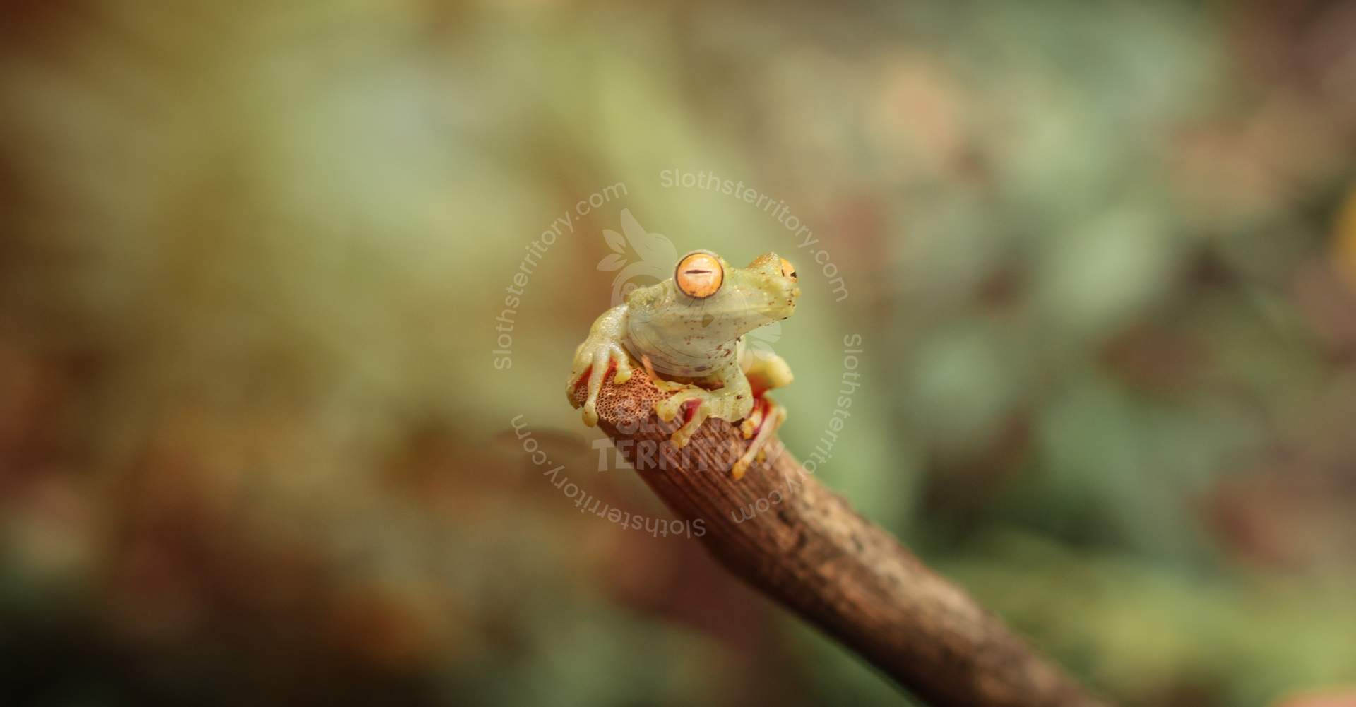 SlothsTerritory/images/Golden-eyed tree frog on the tip of a branch.