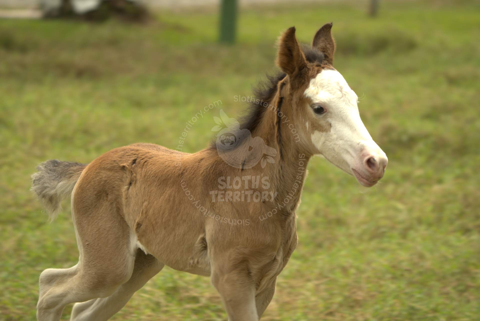 SlothsTerritory/images/A young foal galloping in a field in La Fortuna.
