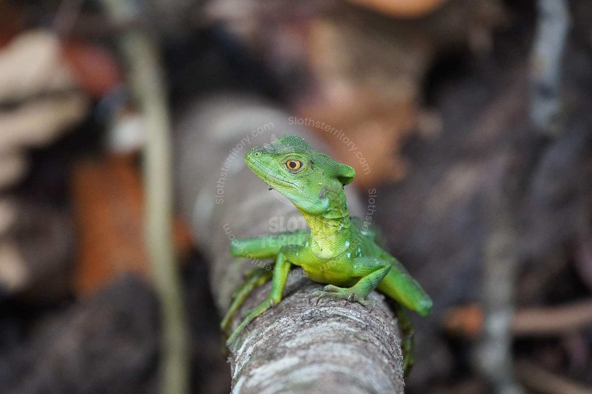 SlothsTerritory/images/A young green basilisk perched sideways on a branch.