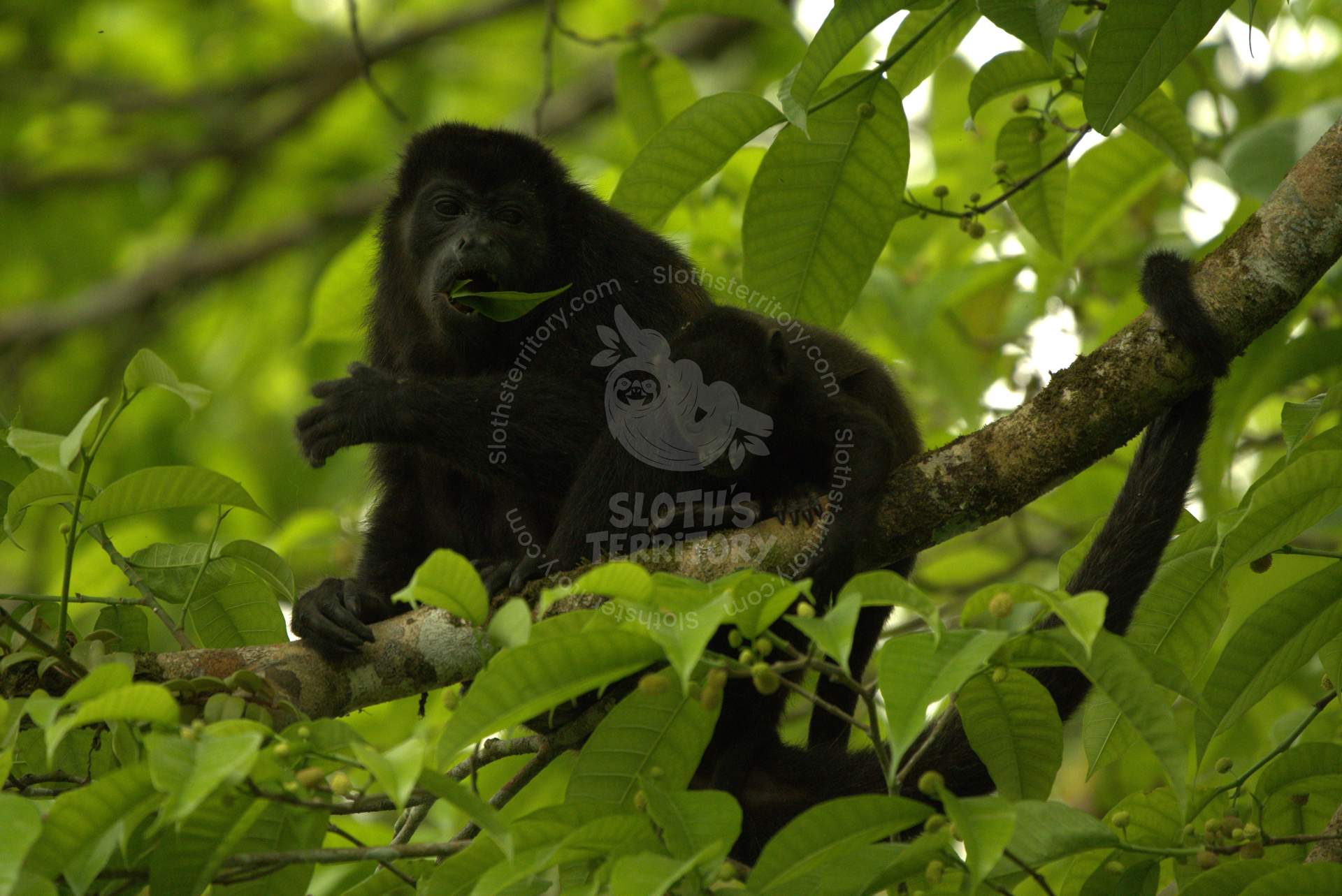 Howler monkey perched on the treetops in La Fortuna.