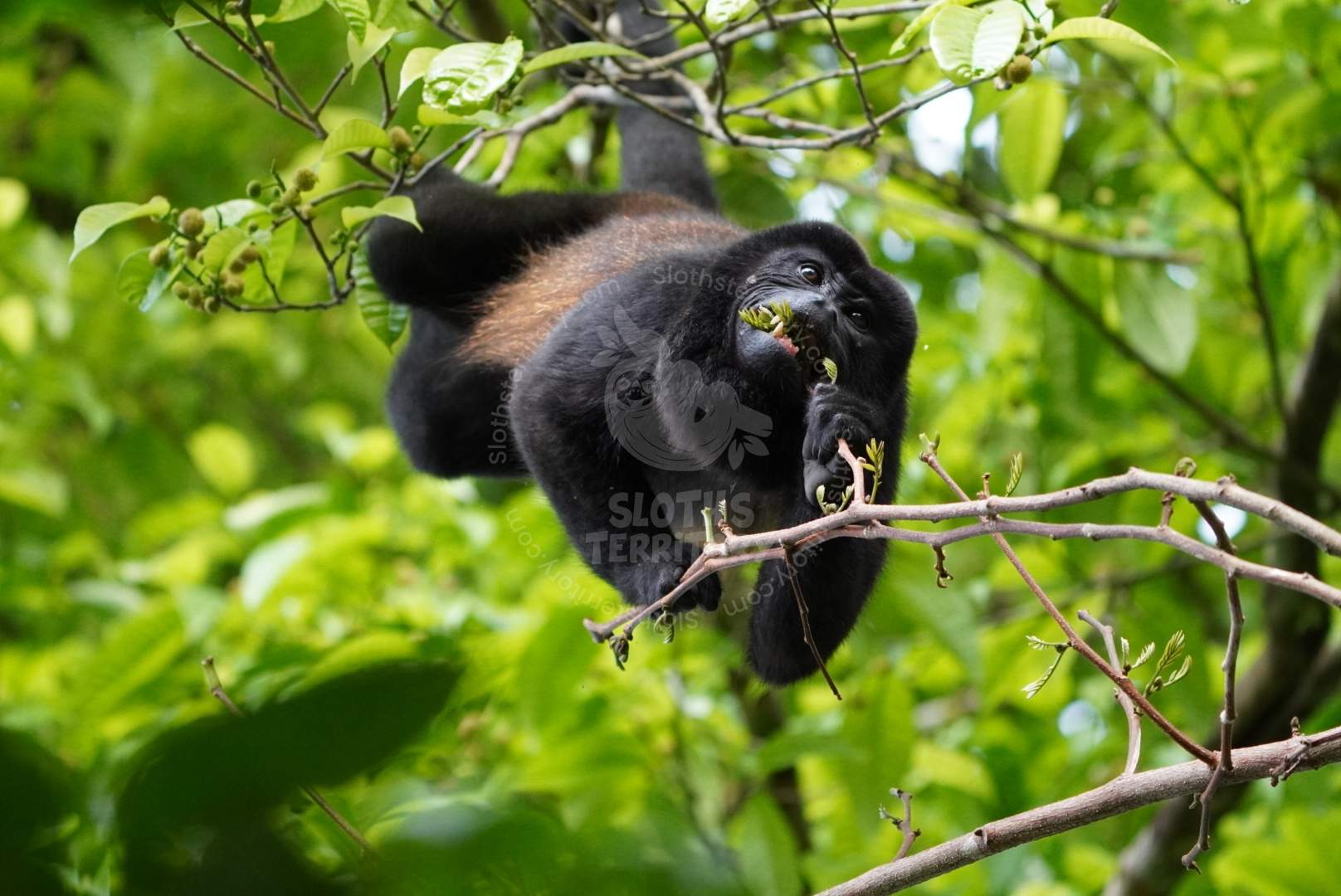 Mono congo comiendo hojas en el bosque de Costa Rica.