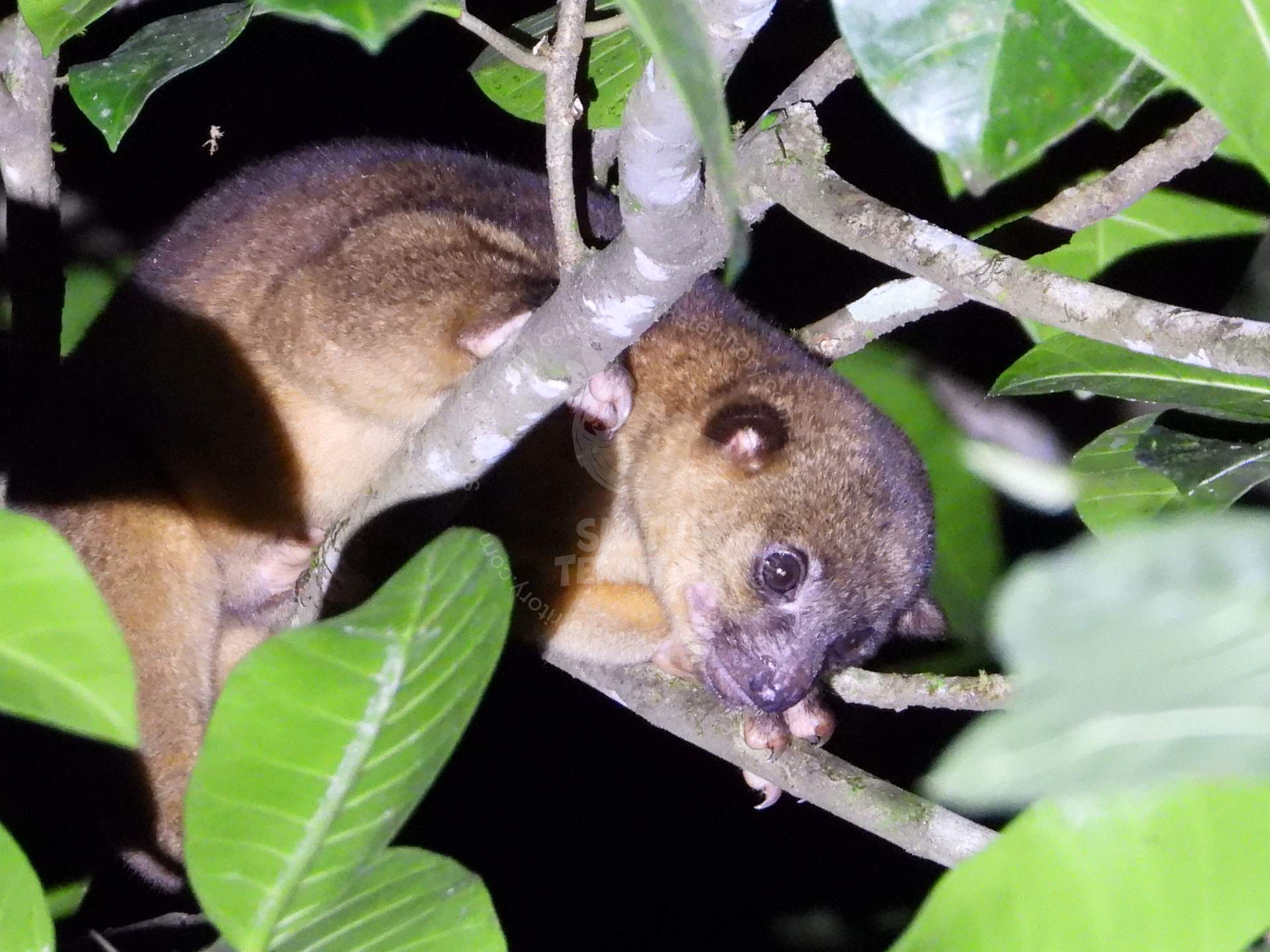 SlothsTerritory/images/Kinkajú alimentándose de frutas durante la noche.