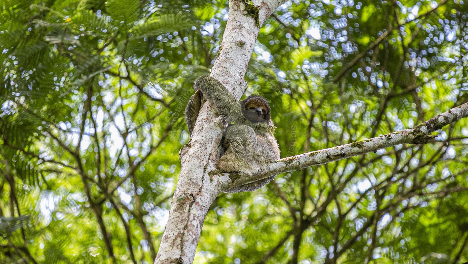 Perezoso de tres dedos trepando un árbol en Sloths Territory, La Fortuna, Costa Rica. Una experiencia única con la naturaleza.