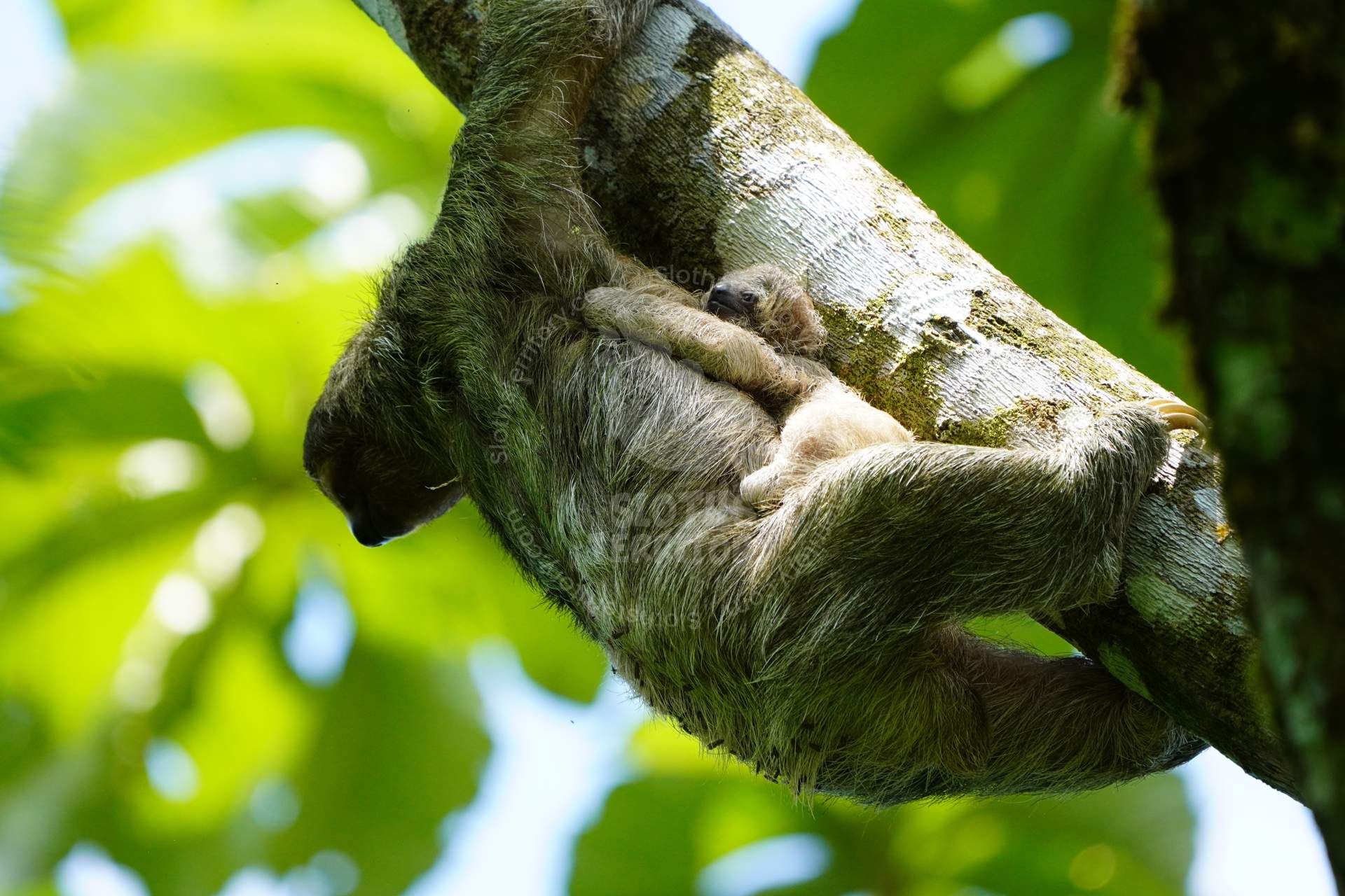Three-toed sloth baby hugging its mother while resting on a tree in Costa Rica. A tender moment in the rainforest.